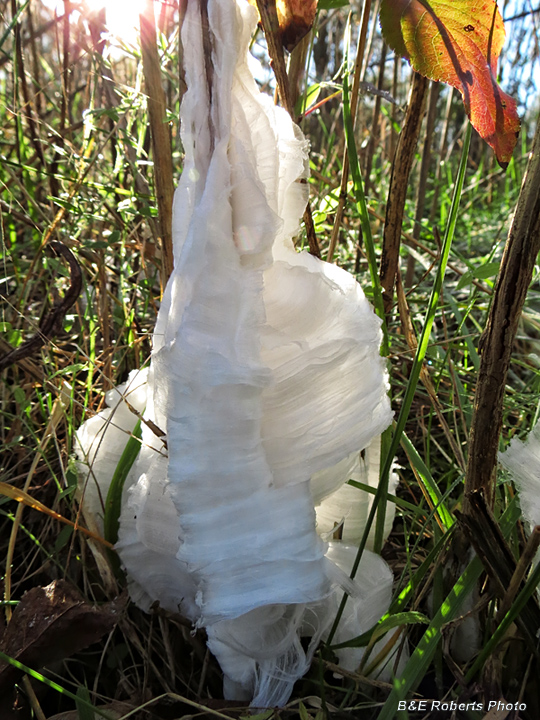 Frostweed