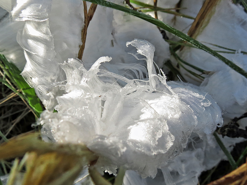 Frostweed