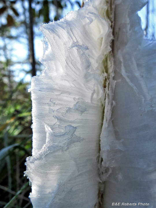 Frostweed