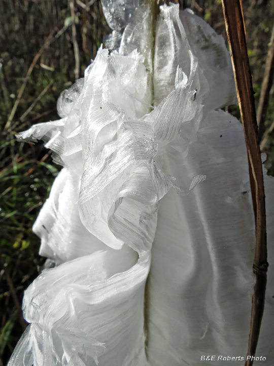 Frostweed