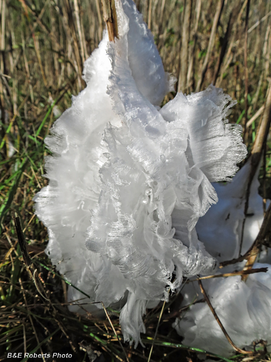 Frostweed