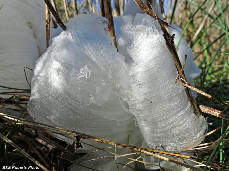 Frostweed