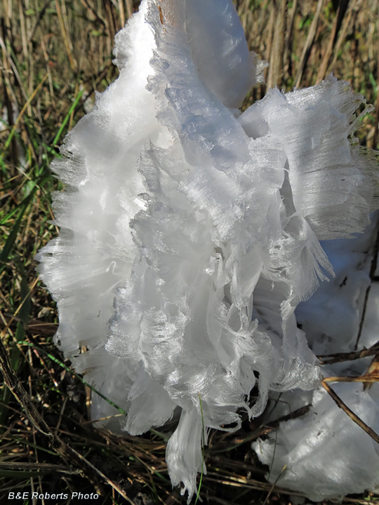 Frostweed