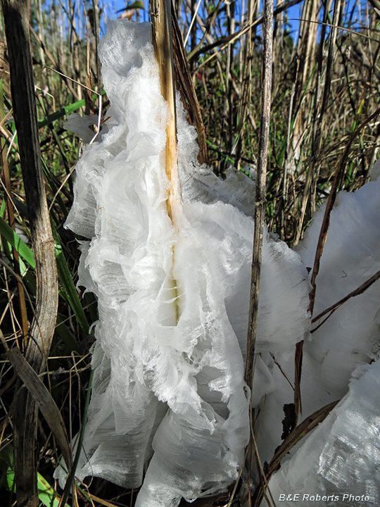 Frostweed