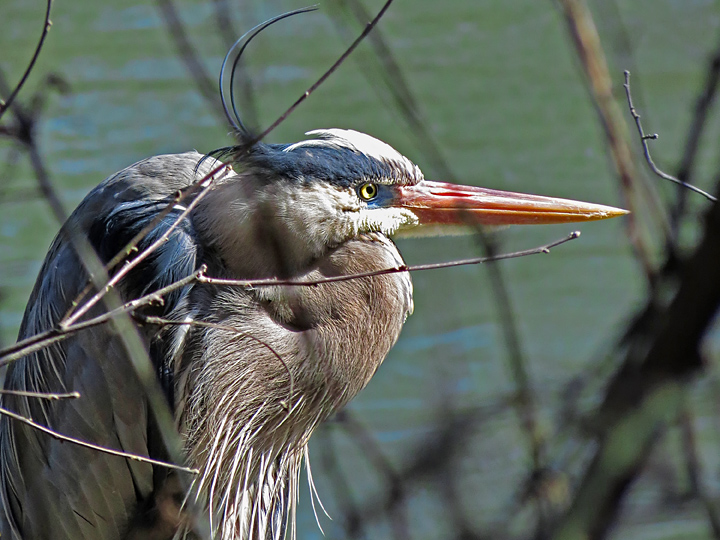 Great_Blue_Heron