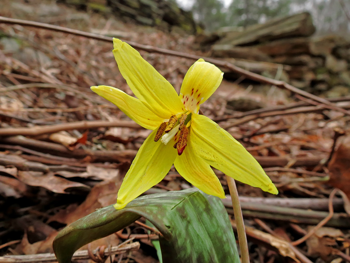 Trout_Lily