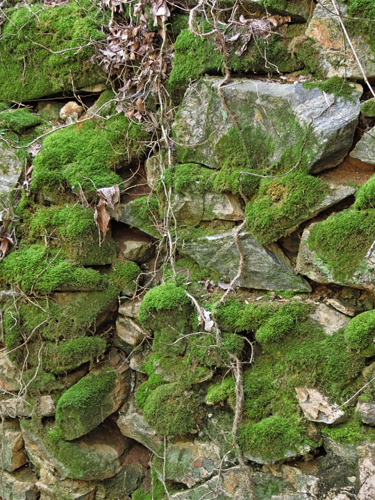 Mossy_wall