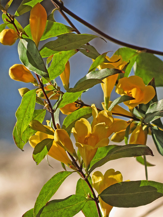 Yellow_jasmine