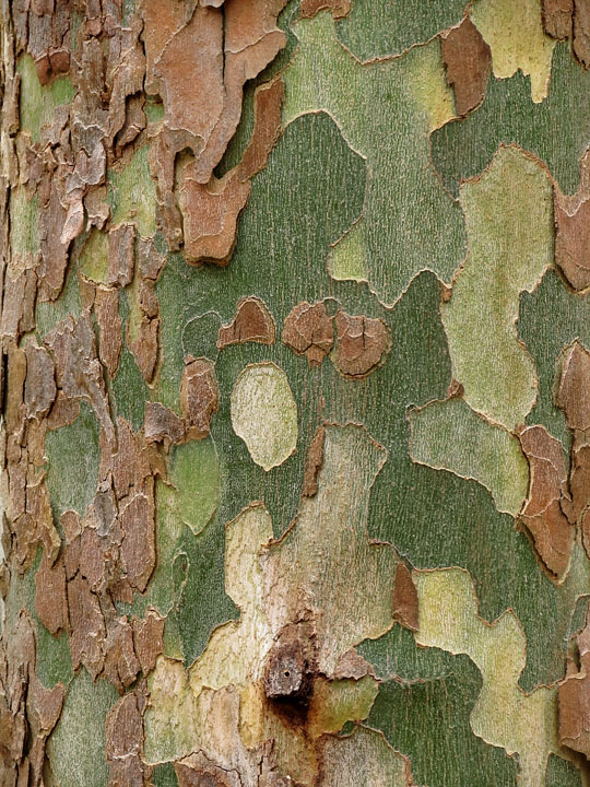 Sycamore