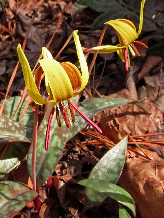 Trout_lilies