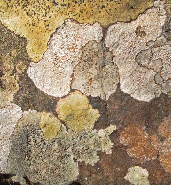 Lichen_spores