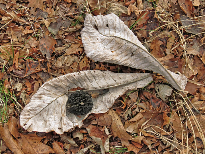 Cucumber_leaves