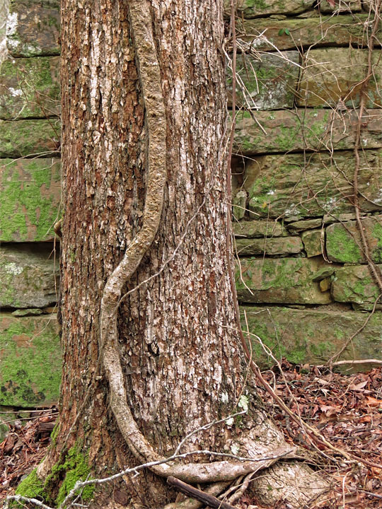 Tree_vine_on_wall