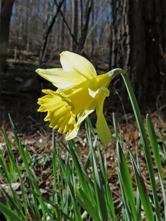 Daffodils