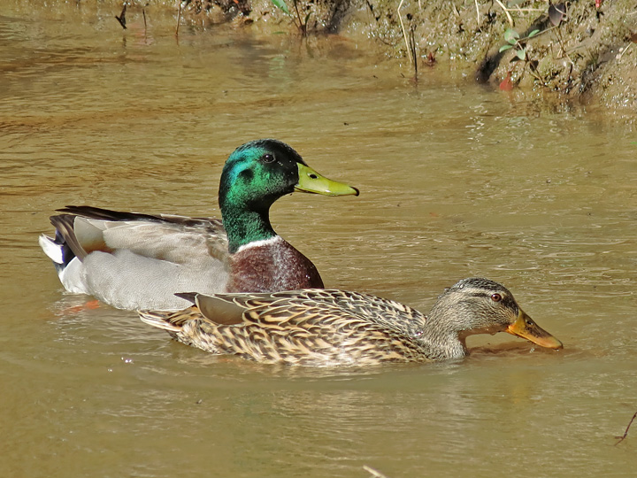 Mallards