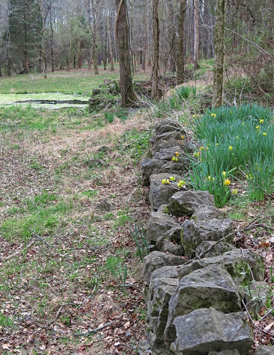 Wall_daffodils