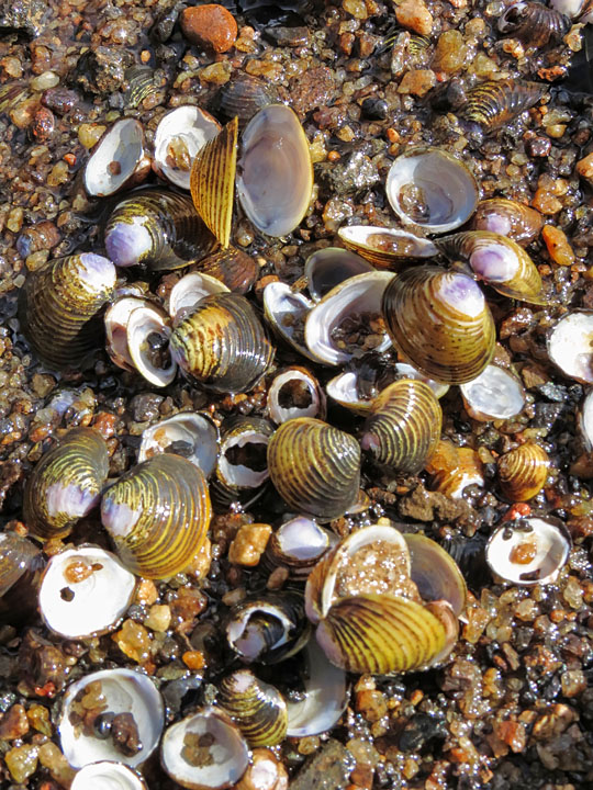 Shells