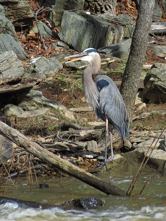 Blue_Heron