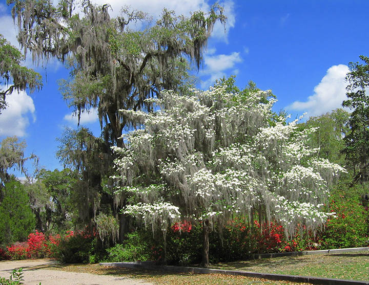 Bonaventure_trees