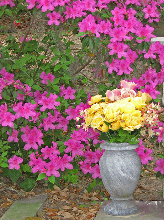 Flowers_azalea