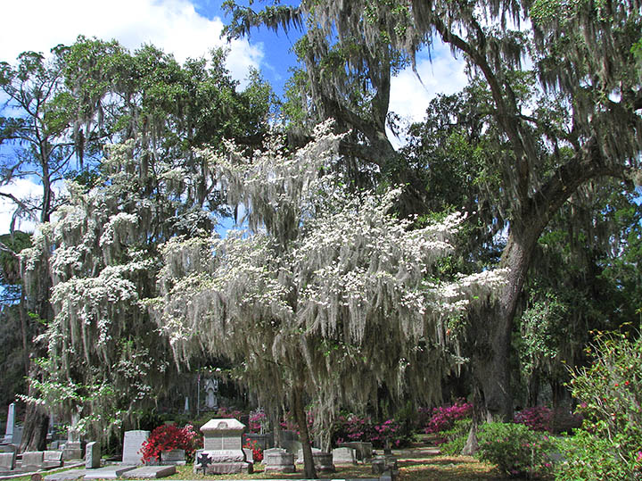 Dogwood_oaks