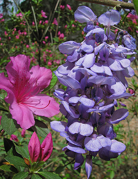 Azalea-wisteria