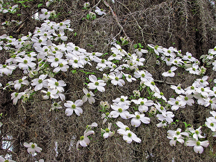 Dogwoods_moss