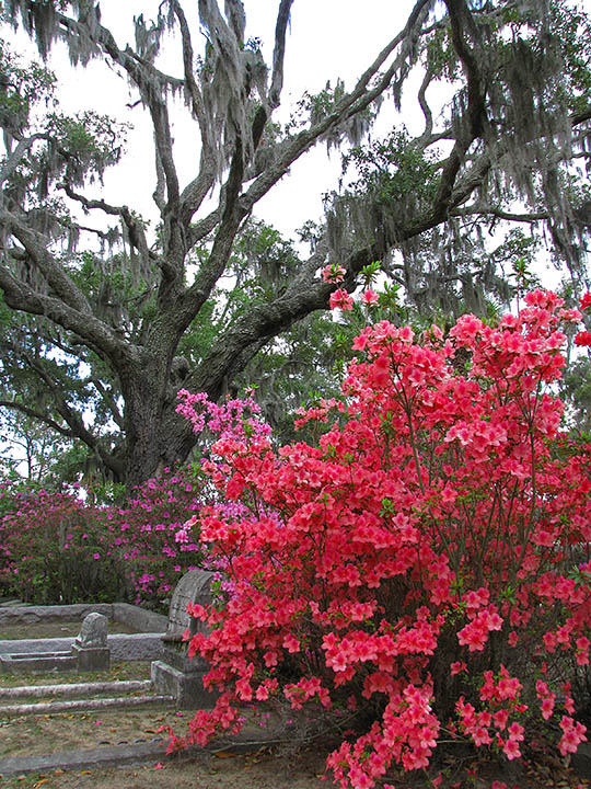 Azalea_tree