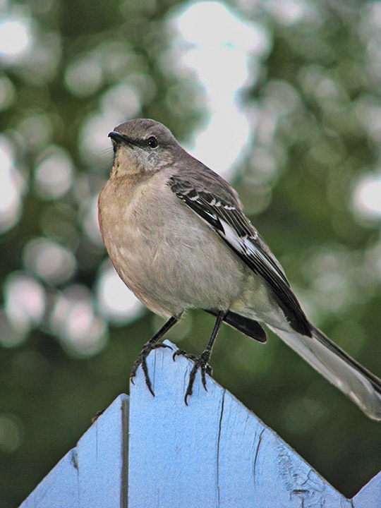 Bird_on_fence