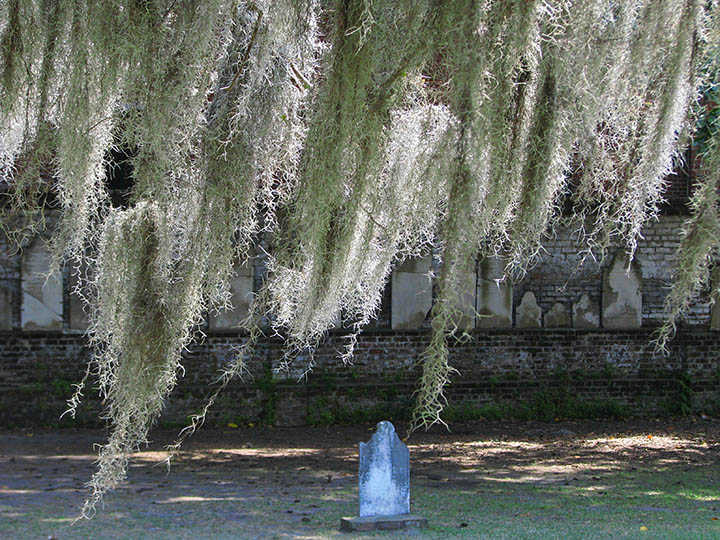 Spanish_moss