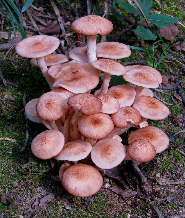 Mushrooms