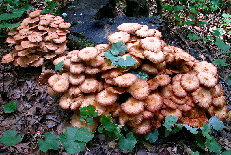 Mushrooms