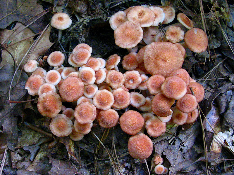 Mushrooms