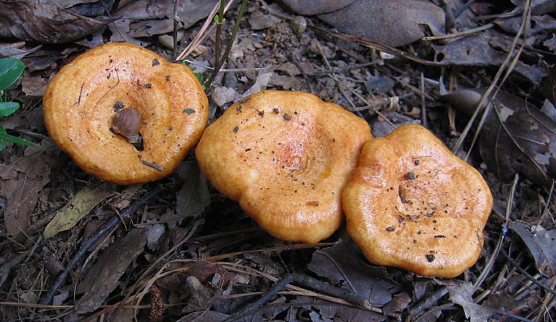 3_Mushrooms