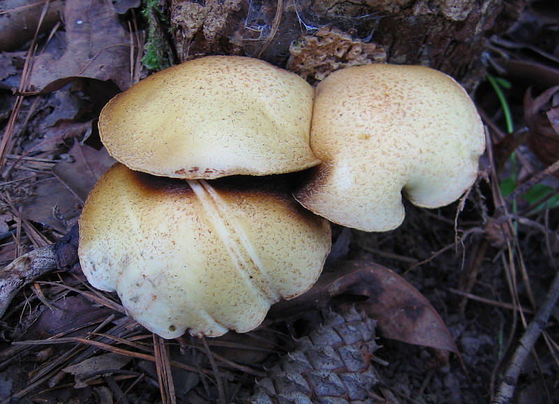 3_Mushrooms