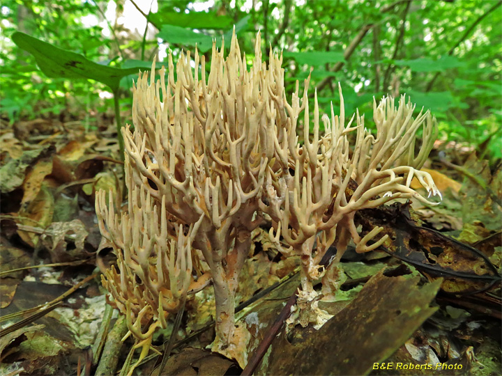 Coral_Fungus