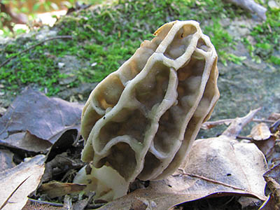 Morel