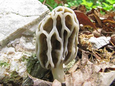 Morel