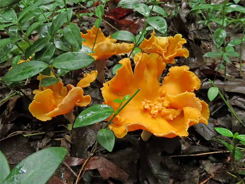 Chanterelles