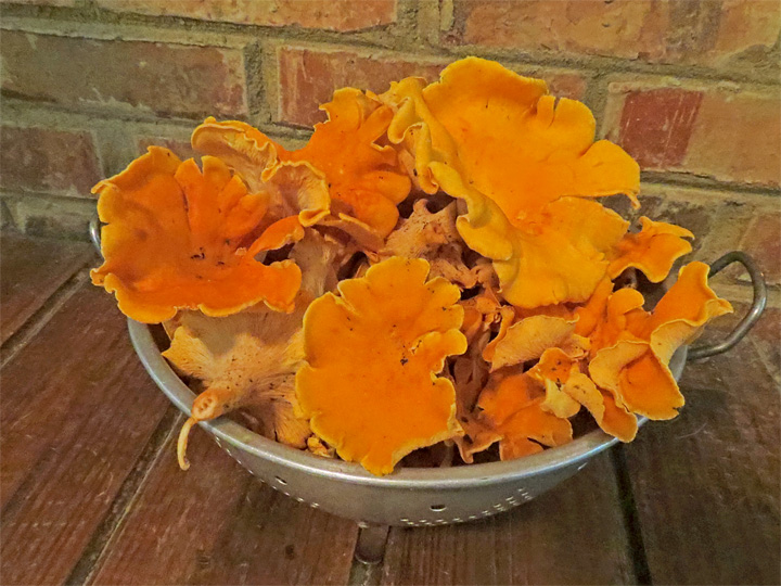 Bowl_of_chanterelles