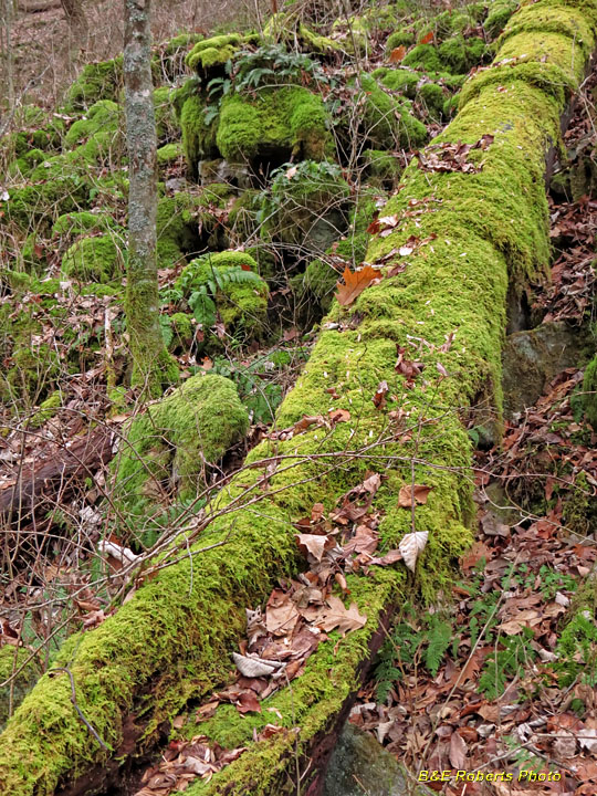 Moss_Log