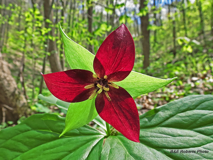 Red_Trillium