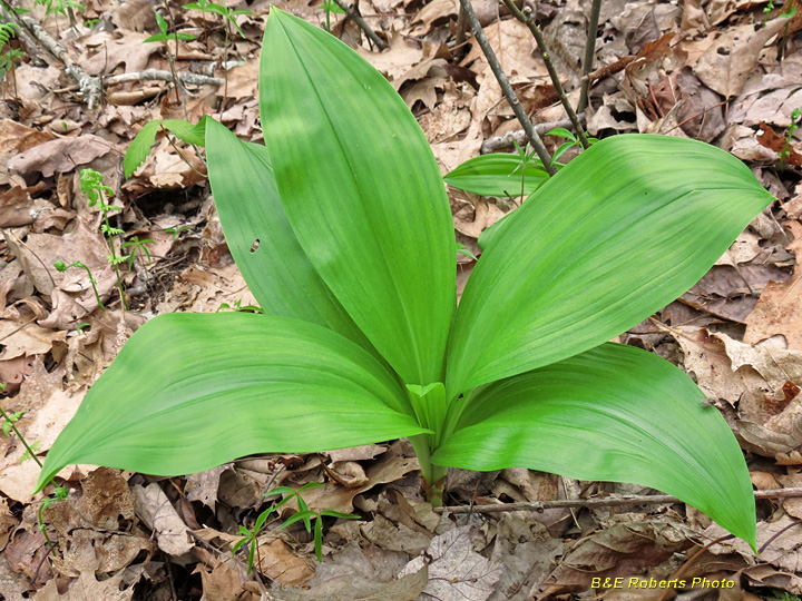 Veratrum