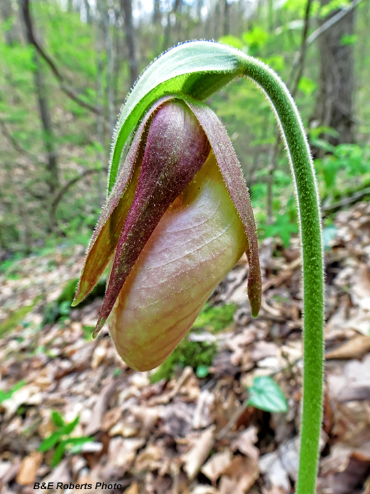 Lady_Slipper