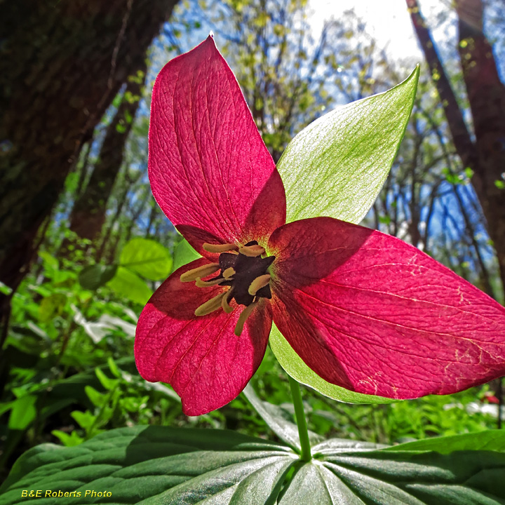 Red_Trillium