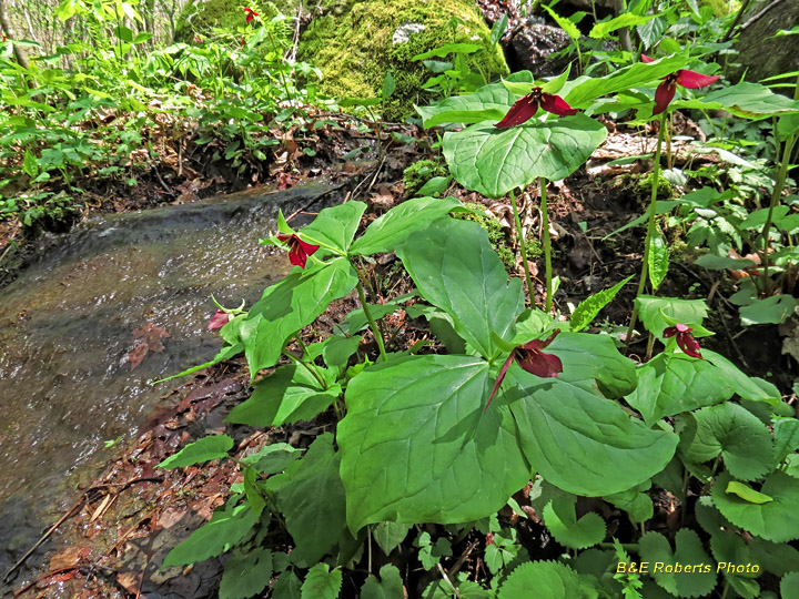 Trilliums