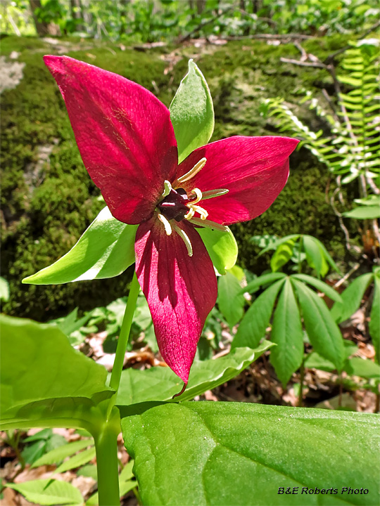 Red_Trillium