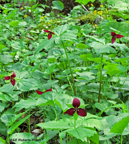 Trillium