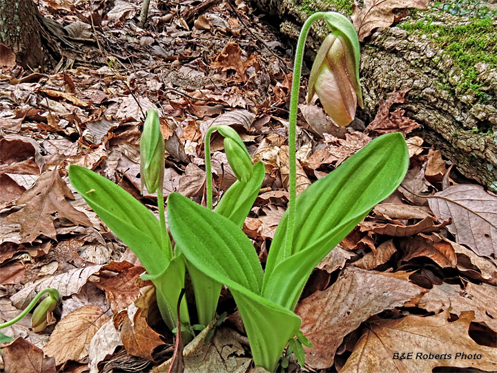 Lady_Slipper