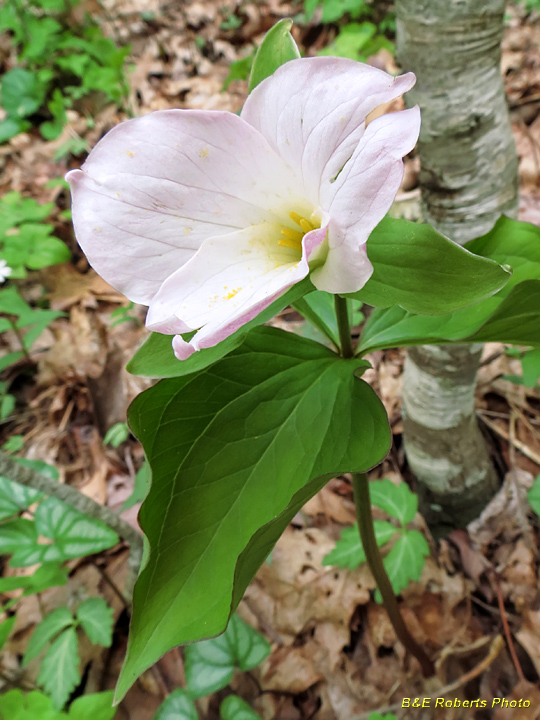 Trillium